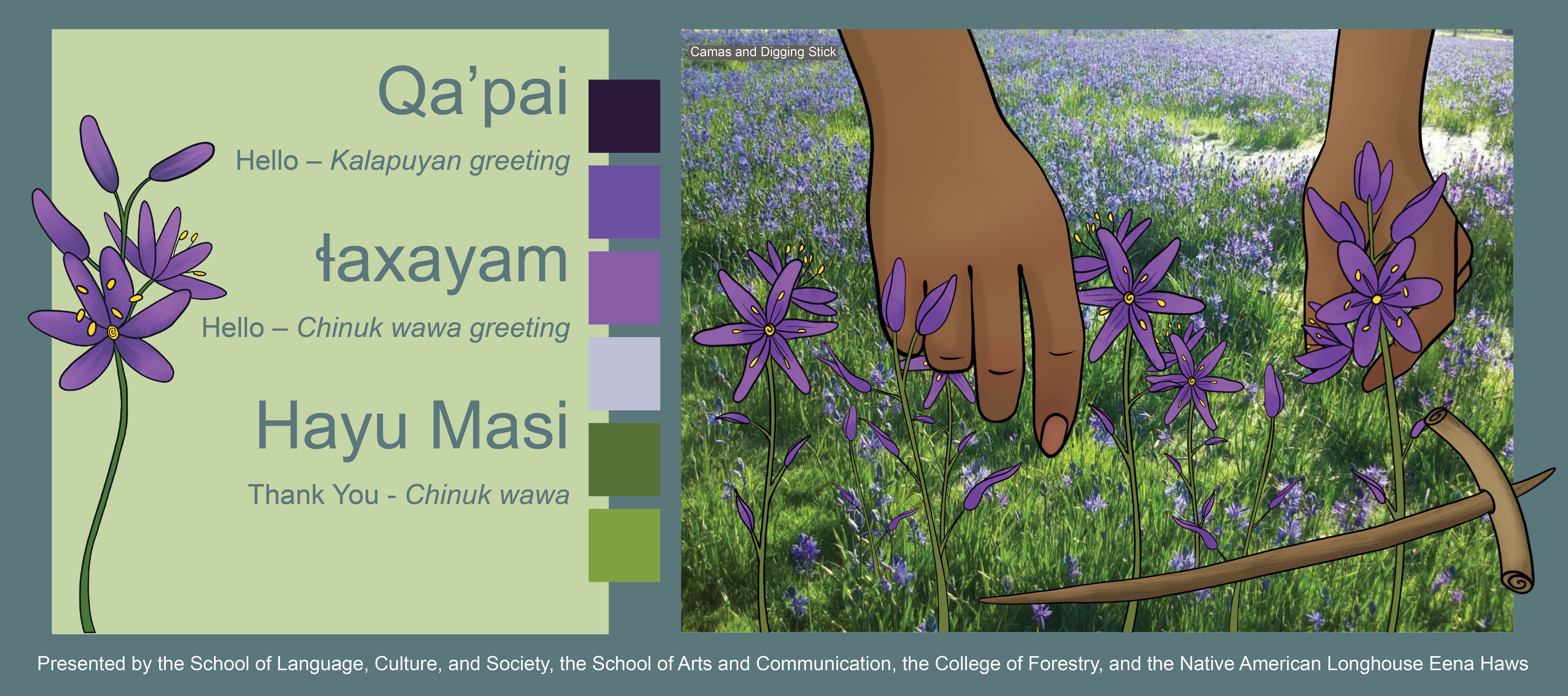 Image showing pair of hands about to pull purple camas flowers, alongside various Indigenous translations of Hello and Thank You.